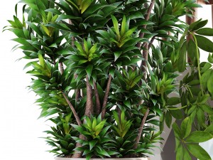 collection plants 3D Model