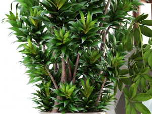 collection plants 3D Model