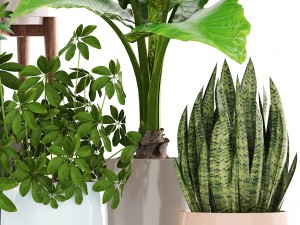 collection plants 3D Model