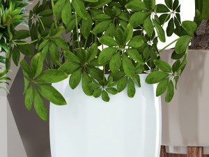 collection plants 3D Model