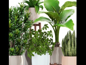 collection plants 3D Model