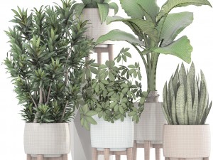 collection plants 3D Model
