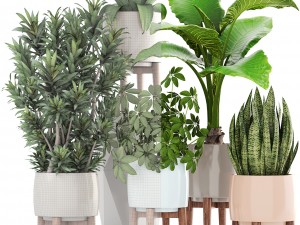 collection plants 3D Model