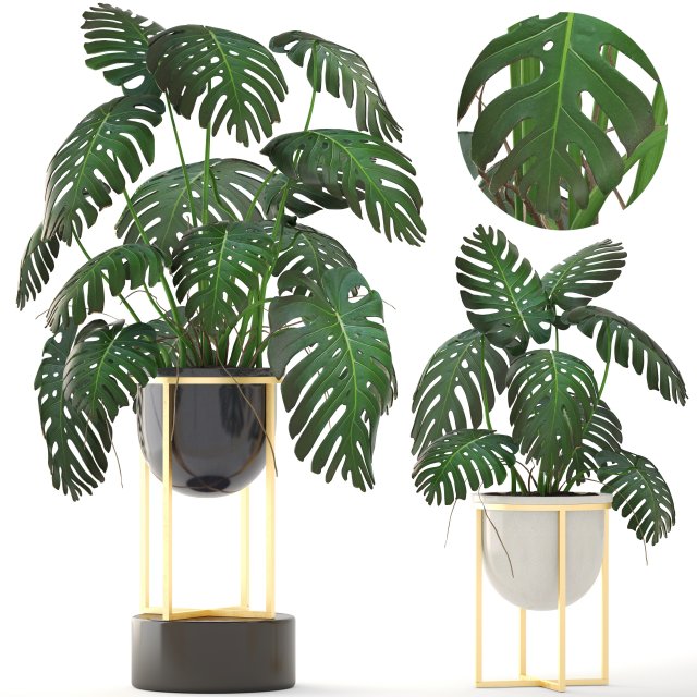 monstera 3D Модель .c4d .max .obj .3ds .fbx .stl .blend 