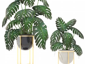 monstera 3D Модель
