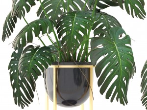 monstera 3D Модель