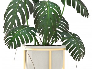 monstera 3D Модель