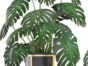 monstera 3D Модель