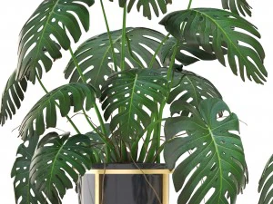 monstera 3D Model