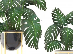 monstera 3D Model