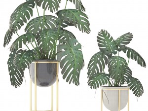 monstera 3D Модель