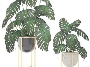 monstera 3D Model