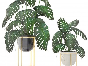 monstera 3D Модель