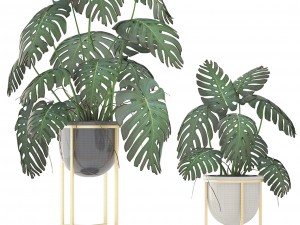 monstera 3D Модель