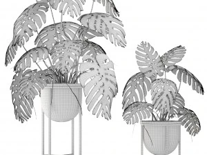 monstera 3D Model