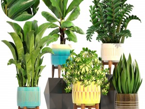 collection plants 3D Model