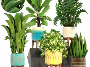 rośliny kolekcjonerskie Model 3D