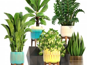 collection plants 3D Model