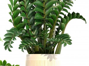 collection plants 3D Model