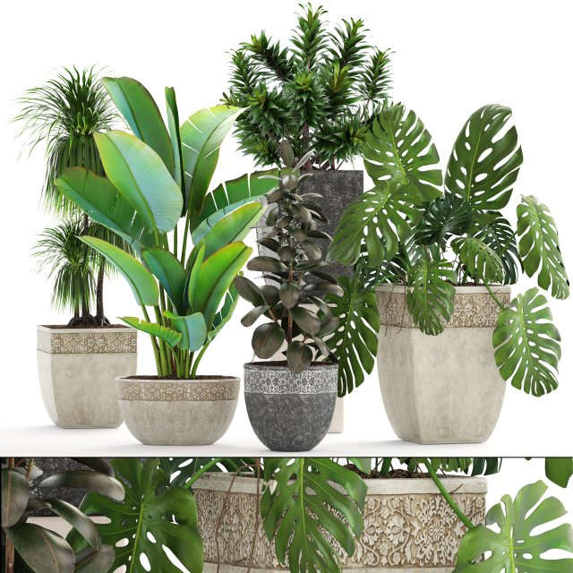 collection plants 3D Модель .c4d .max .obj .3ds .fbx .stl .blend 