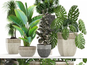 collection plants 3D Model