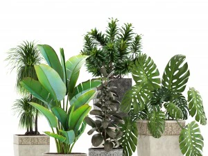 collection plants 3D Model