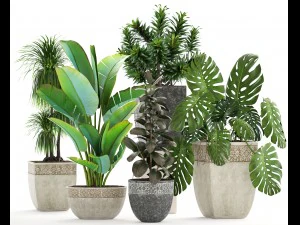 collection plants 3D Model