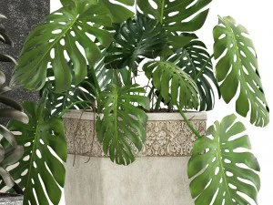 collection plants 3D Model