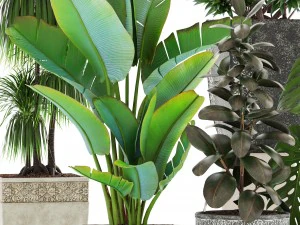 collection plants 3D Model