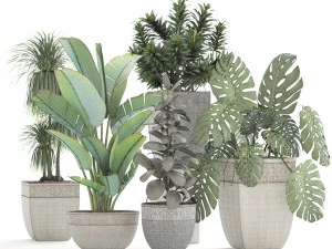 collection plants 3D Model