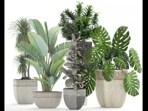 collection plants 3D Model