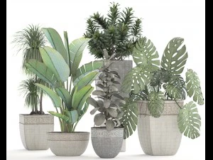 collection plants 3D Model