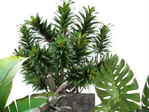 collection plants 3D Model