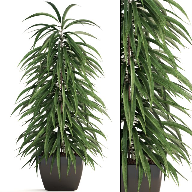 ficus alii Modelo 3D .c4d .max .obj .3ds .fbx .stl .blend 