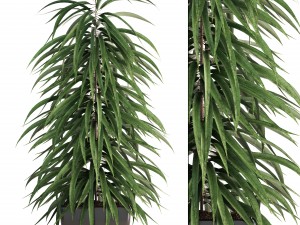 ficus alii 3D Model