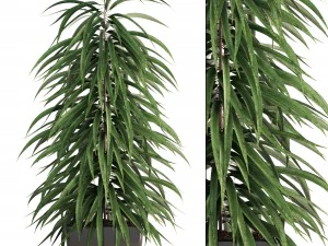 ficus alii 3D Modell