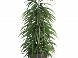 ficus alii Modelo 3D
