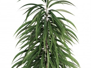 ficus alii Modelo 3D
