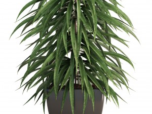 ficus alii Modelo 3D