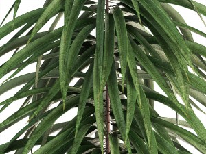ficus alii Modelo 3D