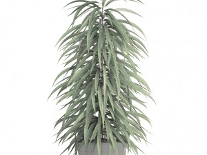 ficus alii Modelo 3D