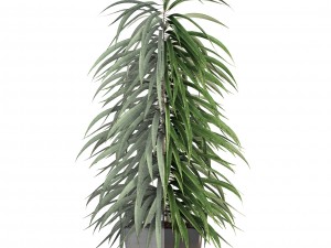 ficus alii Modelo 3D