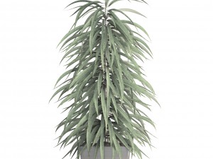 ficus alii Modelo 3D