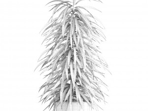 ficus alii Modelo 3D