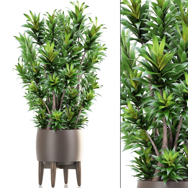 dracaena tree 3D Model .c4d .max .obj .3ds .fbx .stl .blend