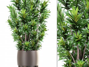 dracaena tree 3D Model
