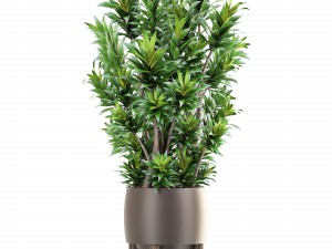 dracaena tree 3D Model