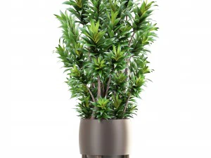 dracaena tree 3D Model