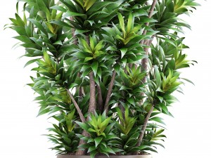 dracaena tree 3D Model
