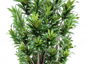 dracaena tree 3D Model